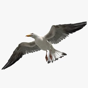 Seagull Fur Animated Rigged