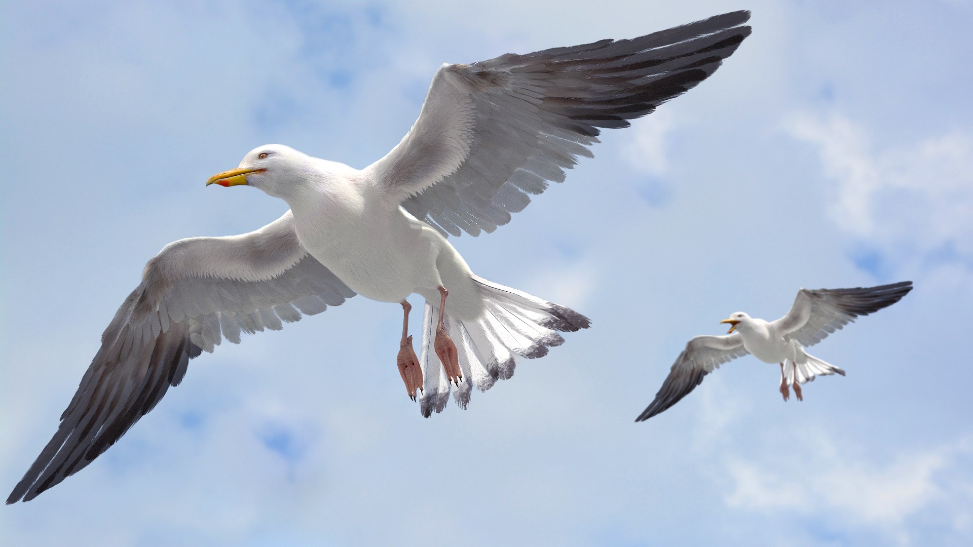3D model seagull rigged https://p.turbosquid.com/ts-thumb/Do/ndxdY8/mlCHjJlc/02/jpg/1582685987/1920x1080/fit_q87/2196a90aceab2fa64c64f6cddaa75ad4ce7946db/02.jpg