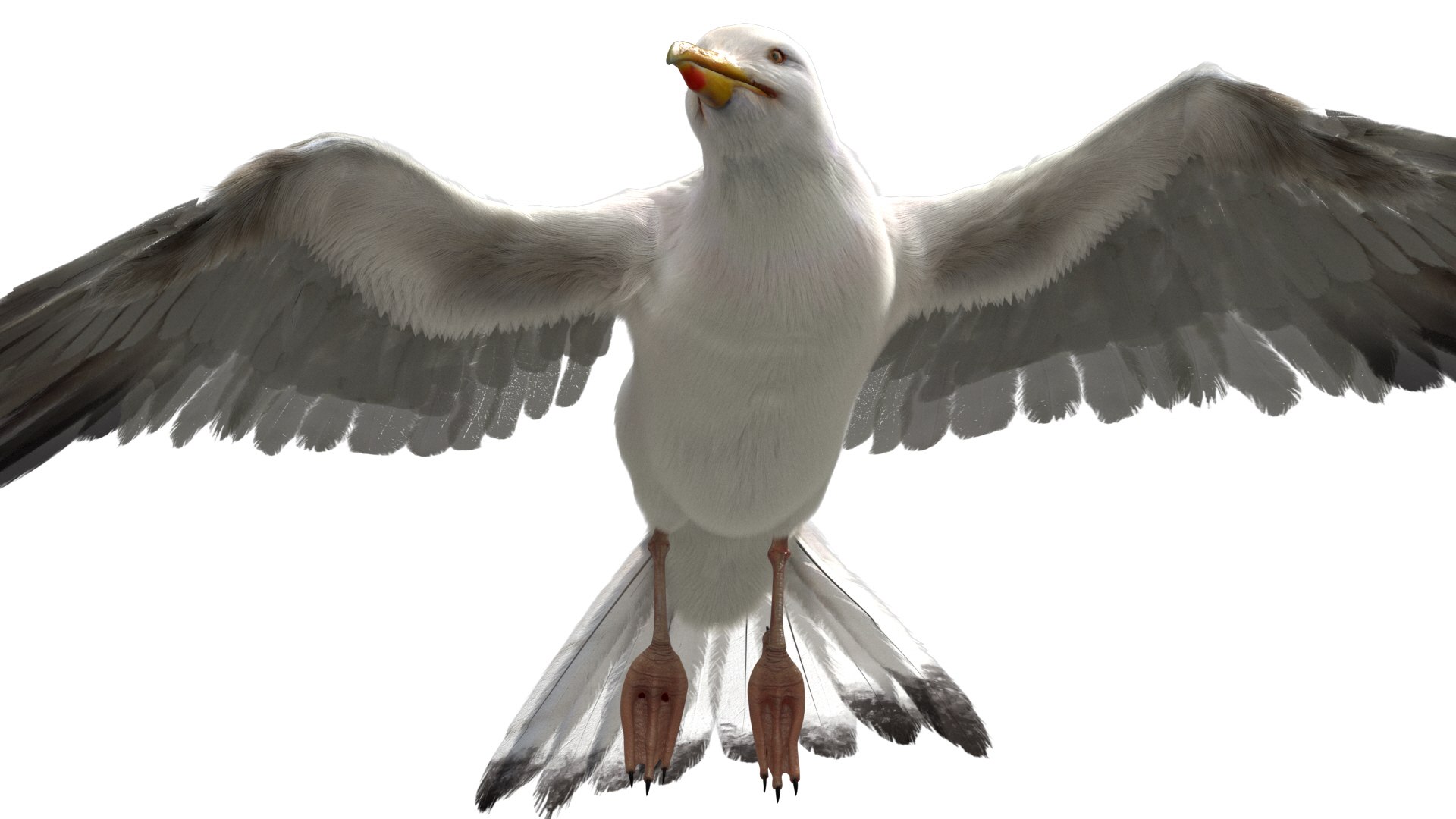 3D model seagull rigged https://p.turbosquid.com/ts-thumb/Do/ndxdY8/nhy2mkGa/14/jpg/1582685987/1920x1080/fit_q87/80ff2149d3c243d3781bb6298b6ed02c10664c89/14.jpg
