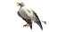 Seagull Fur Animated Rigged