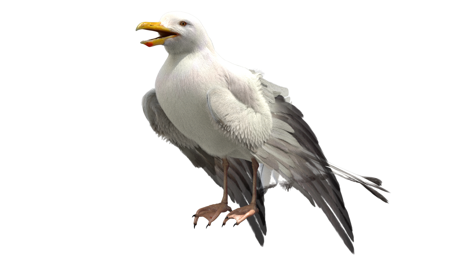 3D model seagull rigged https://p.turbosquid.com/ts-thumb/Do/ndxdY8/oG6IdqRH/breath/jpg/1595471163/1920x1080/turn_fit_q99/b11f841333d49aff741b0979d9261d1bd677303c/breath-1.jpg