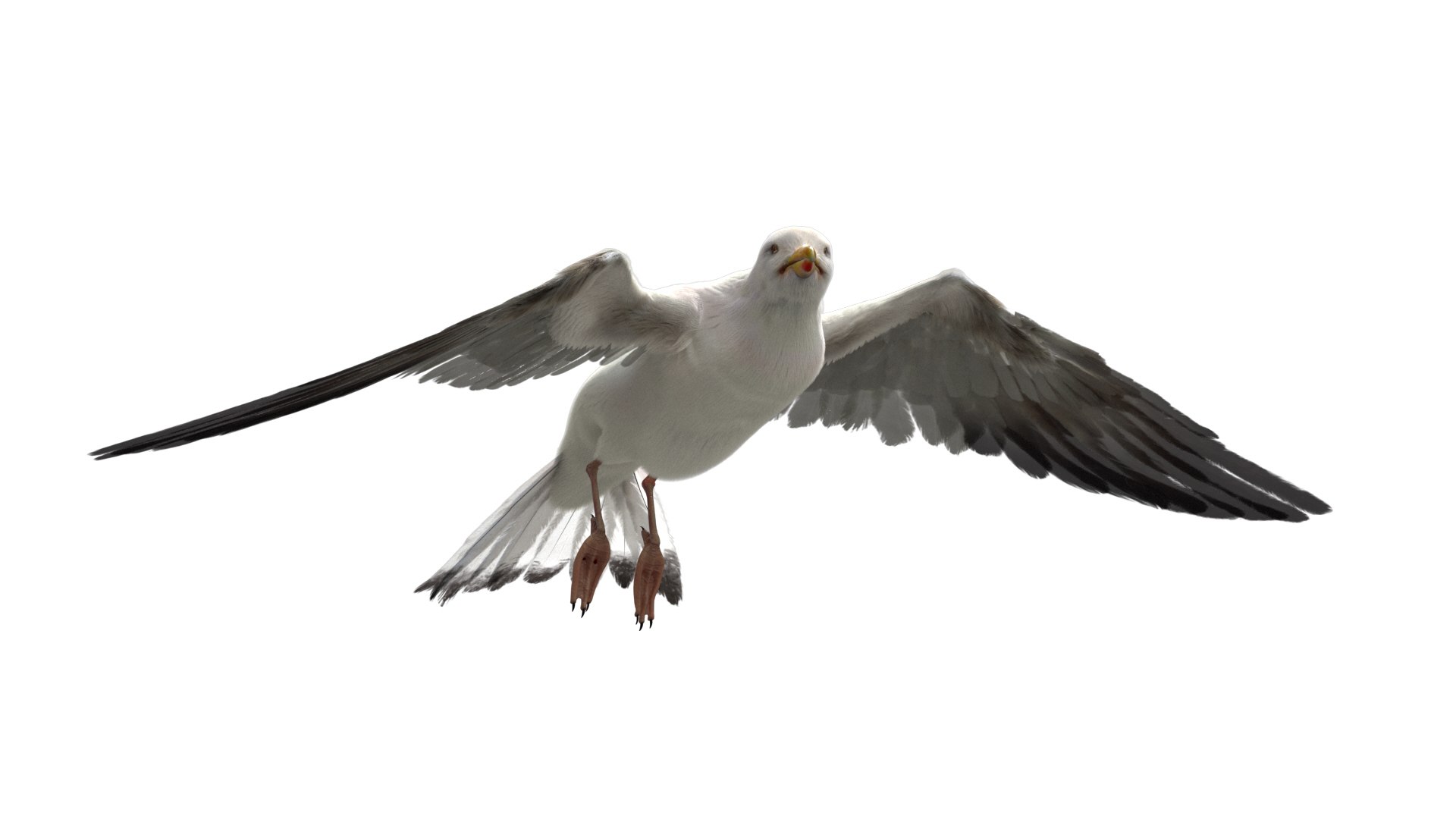 3D model seagull rigged https://p.turbosquid.com/ts-thumb/Do/ndxdY8/pd3Qc0Xp/13/jpg/1582685987/1920x1080/fit_q87/f2c51d506bac8de89587aa365a1b3ce33b5ae231/13.jpg