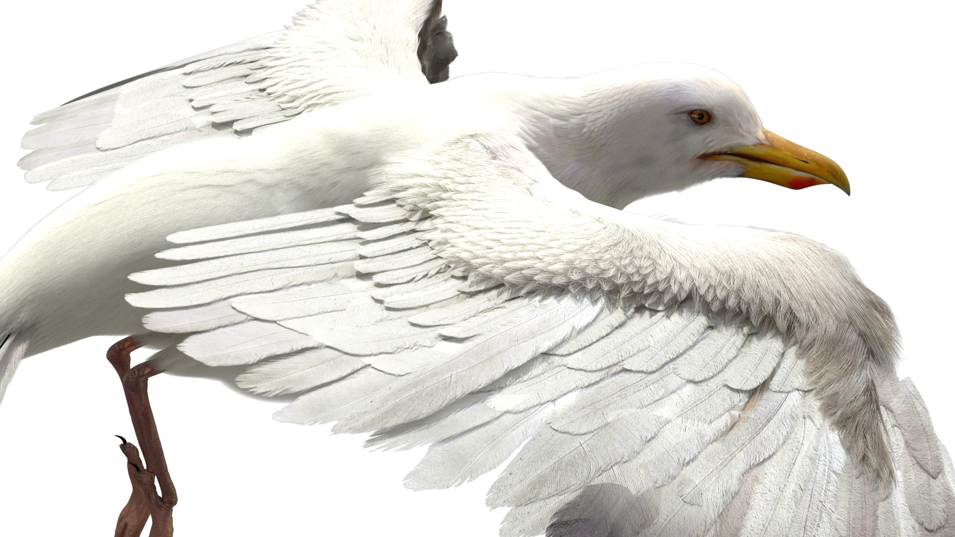 3D model seagull rigged https://p.turbosquid.com/ts-thumb/Do/ndxdY8/t3VkDUNZ/09/jpg/1582685987/1920x1080/fit_q87/1b2889c92dbe4d830fa090149442017518471dff/09.jpg