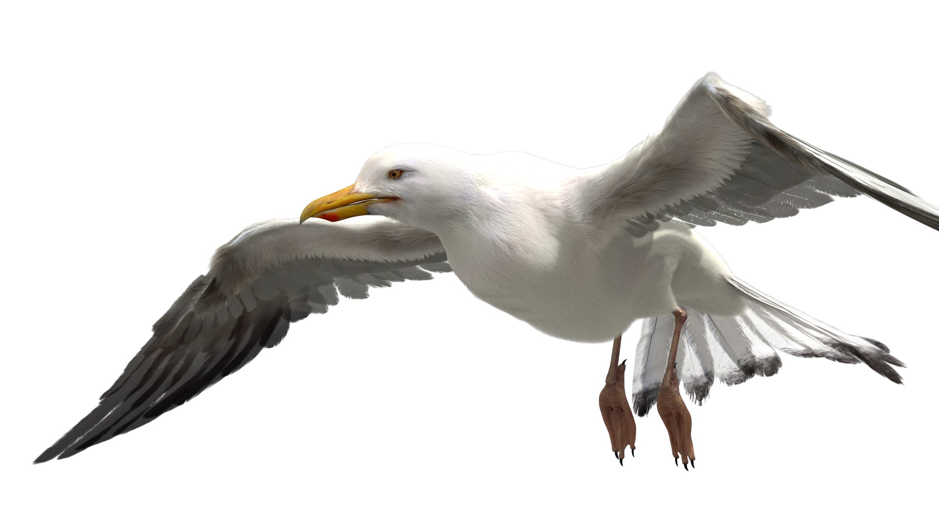 3D model seagull rigged https://p.turbosquid.com/ts-thumb/Do/ndxdY8/tv8HY0Jj/16/jpg/1582685987/1920x1080/fit_q87/7b197420a9a4a2696136a3c1465124e739484005/16.jpg