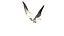 Seagull Fur Animated Rigged