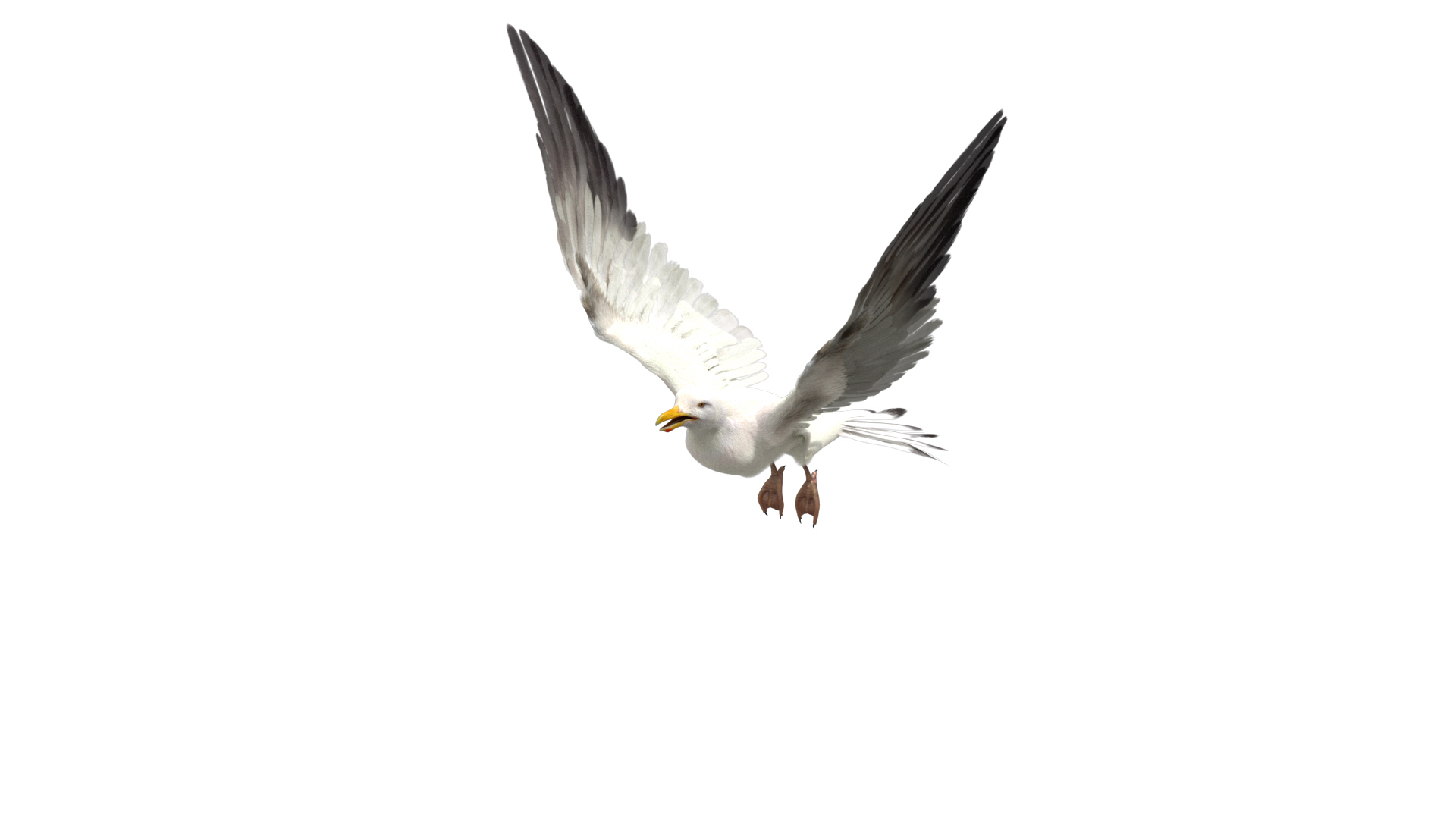 3D model seagull rigged https://p.turbosquid.com/ts-thumb/Do/ndxdY8/x4qzqSRD/death/jpg/1595471412/1920x1080/turn_fit_q99/110290e804fa6b56ec08372bc3fbc8fadc0659f5/death-1.jpg