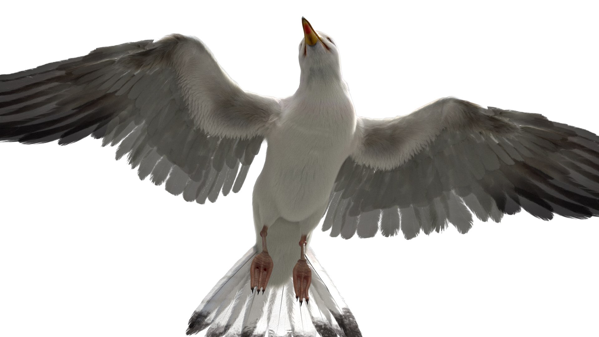 3D model seagull rigged https://p.turbosquid.com/ts-thumb/Do/ndxdY8/xcJR2jIT/12/jpg/1582685987/1920x1080/fit_q87/d258bd092dfcbb12acb9992a2870d0b5453dae81/12.jpg