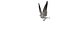 Seagull Fur Animated Rigged