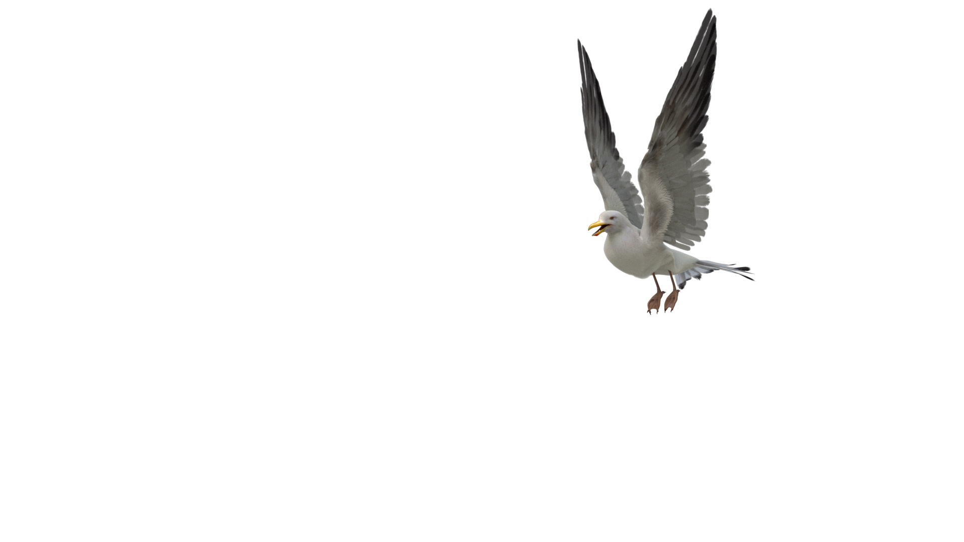 3D model seagull rigged https://p.turbosquid.com/ts-thumb/Do/ndxdY8/zicg0USz/landing/jpg/1595471544/1920x1080/turn_fit_q99/6764a718fadde2b22b169521a05c414ba4eaccc3/landing-1.jpg