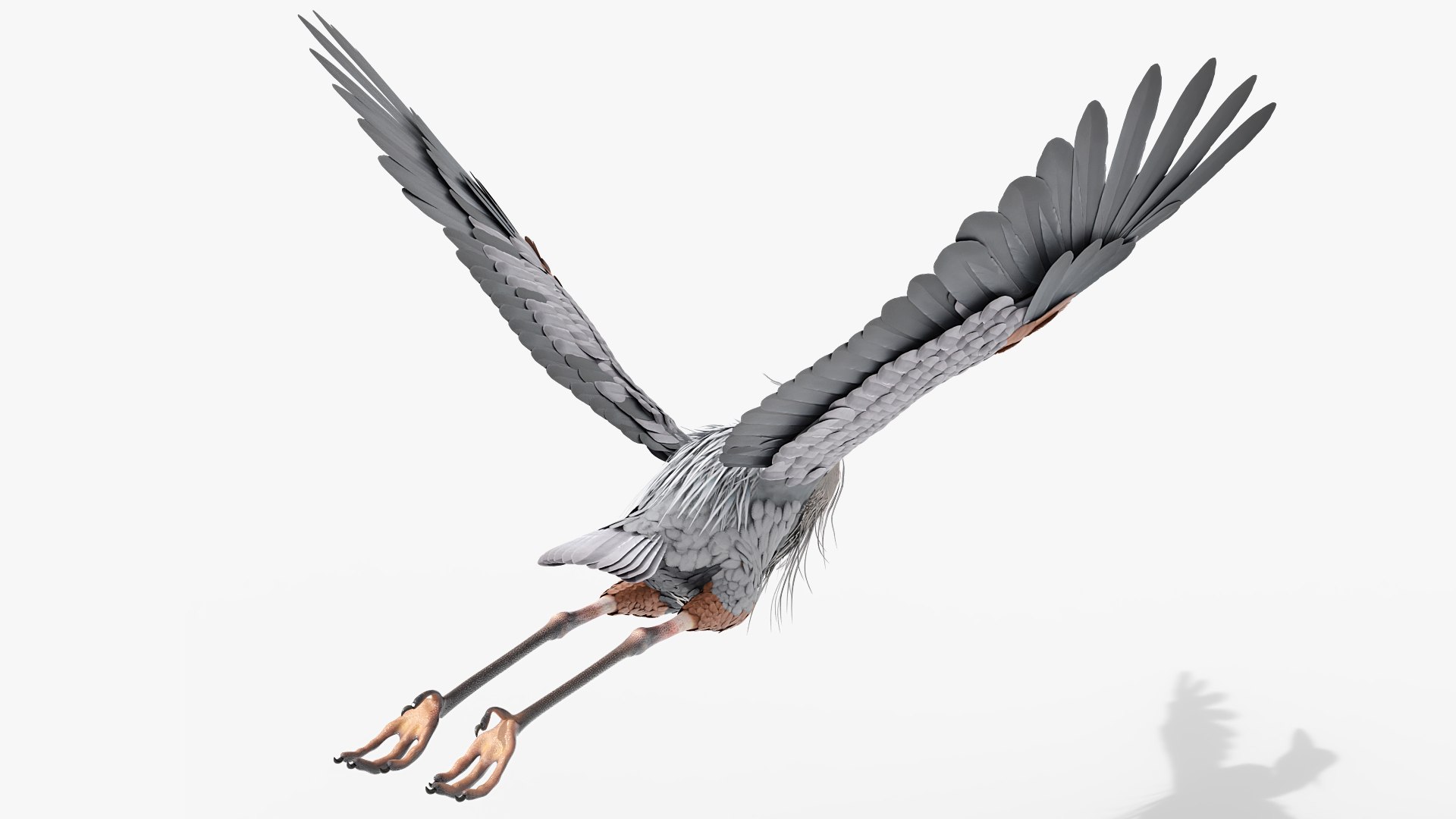 Long Legged Grey Heron Bird Flight Animated Rigged For Blender 3D model https://p.turbosquid.com/ts-thumb/Do/xCpSj9/26/long_legged_grey_heron_bird_flight_animated_rigged_for_blender_004/jpg/1774505906/1920x1080/fit_q87/48f2aa5dce49ecb05c66f8923926f505fc4be88c/long_legged_grey_heron_bird_flight_animated_rigged_for_blender_004.jpg