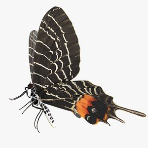 3D bhutan glory swallowtail butterfly
