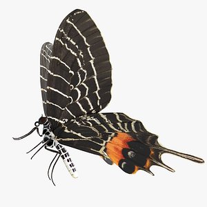 Bhutan Glory Swallowtail Butterfly