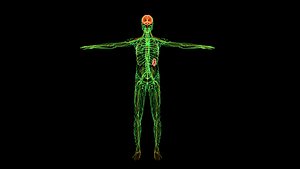 Nervous and Lymphatic System 3D