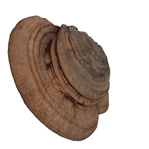 mushroom wood