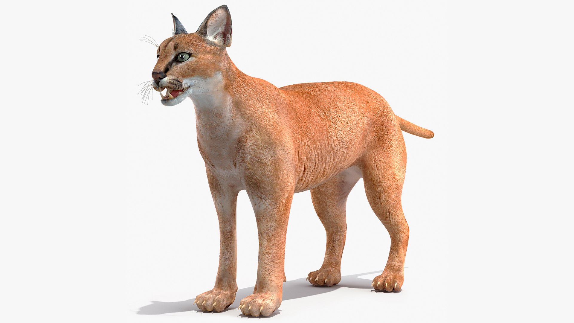 Caracal 3D model preview