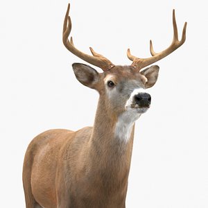3D White-Tailed Deer Fur for Cinema 4D model
