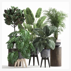 Houseplants in a flowerpot for the interior 1023