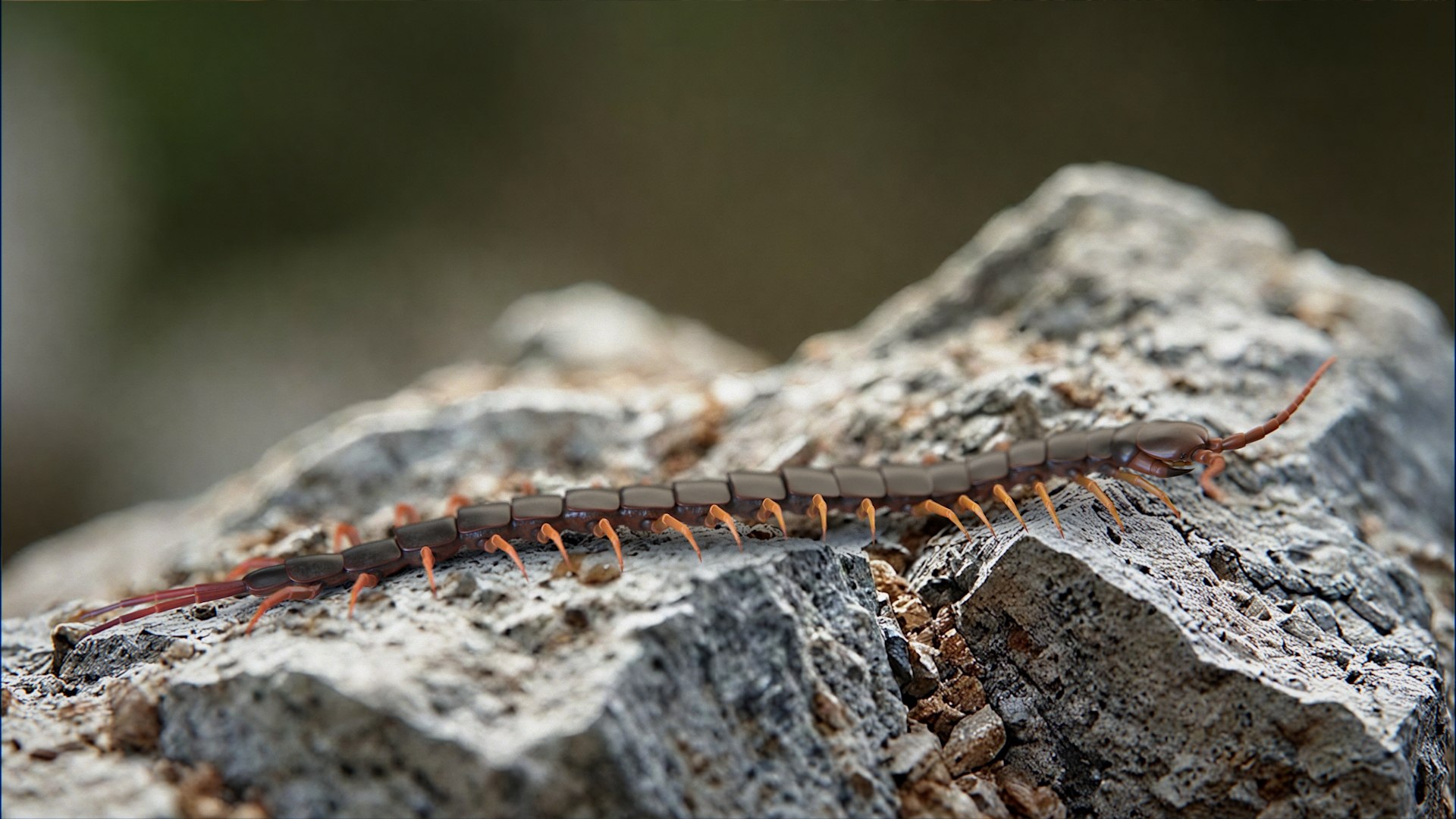 3D Scolopendra Rigged model https://p.turbosquid.com/ts-thumb/Dp/uB9iK8/0C/scolopendra_scene_02/jpg/1737026660/1920x1080/fit_q87/321fb8eadc7a0009167f55e99e26f523b9b62a02/scolopendra_scene_02.jpg