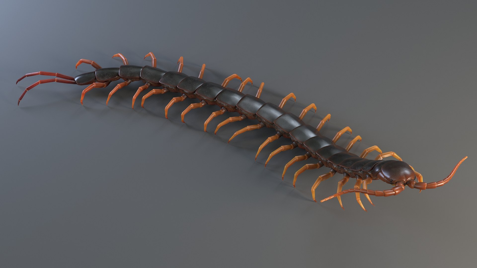 3D Scolopendra Rigged model https://p.turbosquid.com/ts-thumb/Dp/uB9iK8/3U/sclopendra_08/jpg/1737026777/1920x1080/fit_q87/930eceeae66b6d0ddceb5a93353ac070683beff7/sclopendra_08.jpg