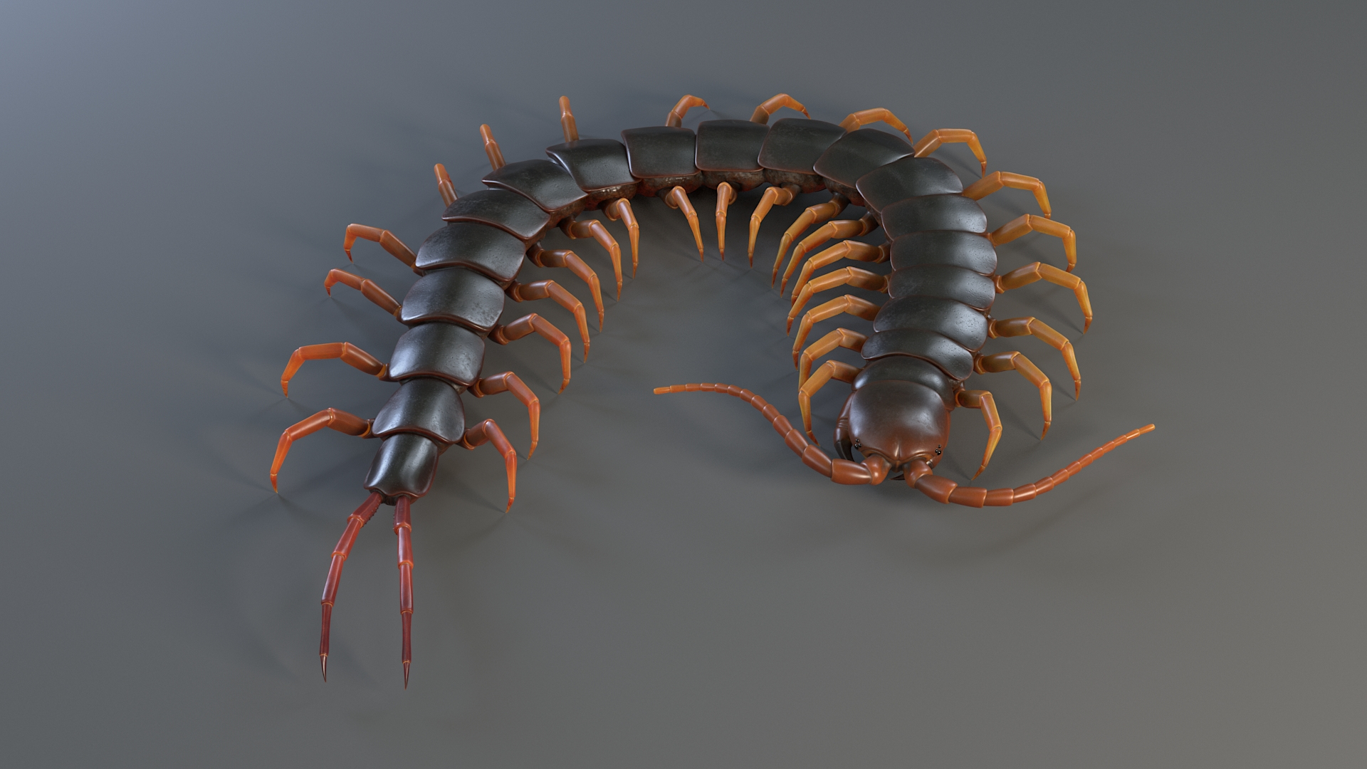 3D Scolopendra Rigged model https://p.turbosquid.com/ts-thumb/Dp/uB9iK8/9P/scolopendrariggedtba/jpg/1737026701/1920x1080/turn_fit_q99/5d7b49791982f1c2b0bcb32a345ebba11553198e/scolopendrariggedtba-1.jpg