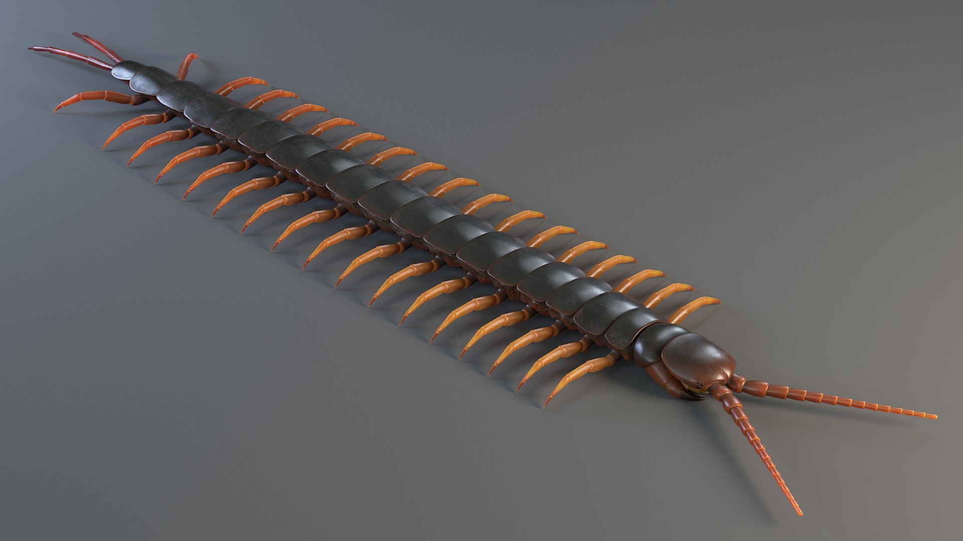 3D Scolopendra Rigged model https://p.turbosquid.com/ts-thumb/Dp/uB9iK8/Bw/sclopendra_11/jpg/1737026782/1920x1080/fit_q87/1013888e36566a4049c36109a0dd83e6a931cc78/sclopendra_11.jpg