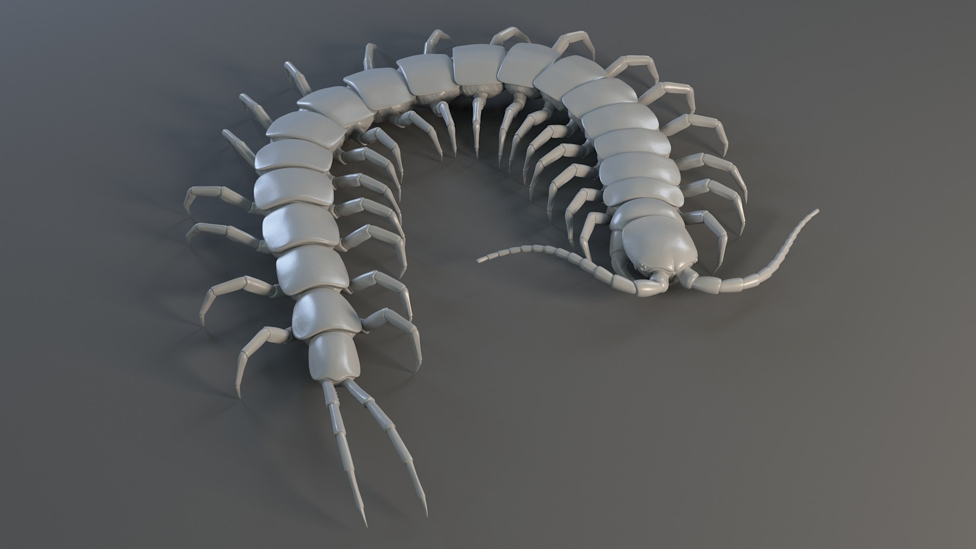 3D Scolopendra Rigged model https://p.turbosquid.com/ts-thumb/Dp/uB9iK8/Jw/sclopendra_14/jpg/1737026785/1920x1080/fit_q87/38b94eb5ae0303039691025cde7c254cb5c6b429/sclopendra_14.jpg