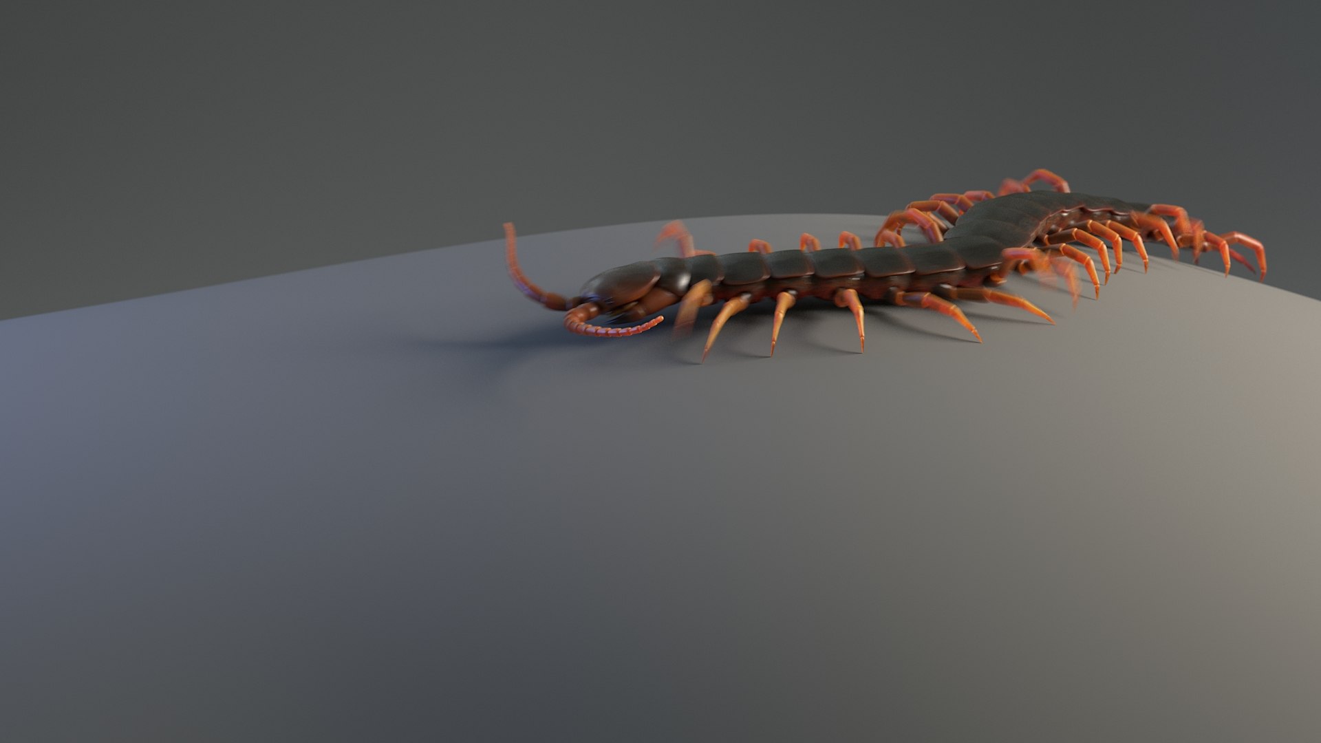 3D Scolopendra Rigged model https://p.turbosquid.com/ts-thumb/Dp/uB9iK8/Ls/sclopendra_anim_still_01/jpg/1737026683/1920x1080/fit_q87/84fb7f8950b574dadfad9b9eb72d1c0ebfc0a364/sclopendra_anim_still_01.jpg