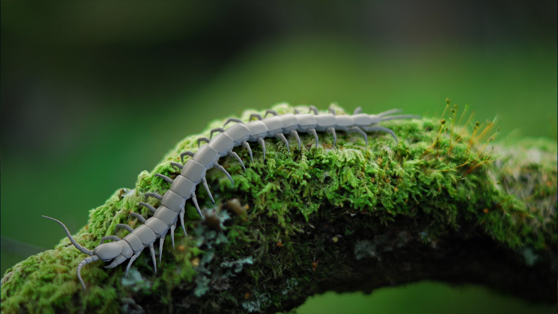 3D Scolopendra Rigged model https://p.turbosquid.com/ts-thumb/Dp/uB9iK8/MF/scolopendra_scene_01_clay/jpg/1737026656/1920x1080/fit_q87/5586ff75753dda592e7033b5242fc08eeead996d/scolopendra_scene_01_clay.jpg