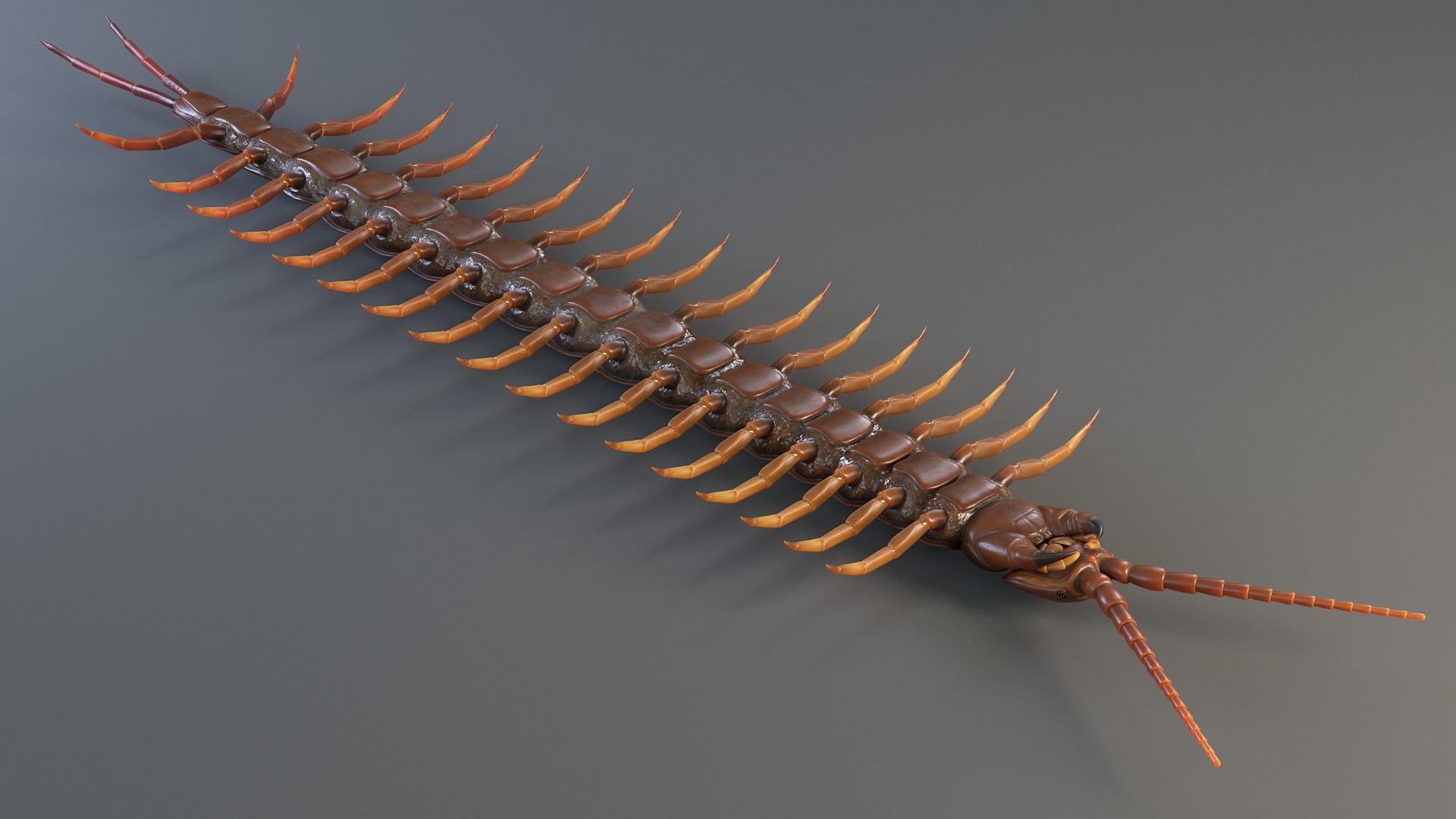 3D Scolopendra Rigged model https://p.turbosquid.com/ts-thumb/Dp/uB9iK8/OO/sclopendra_12/jpg/1737026783/1920x1080/fit_q87/90f60afe9cd122946eff5d562db968c7d478cdc5/sclopendra_12.jpg