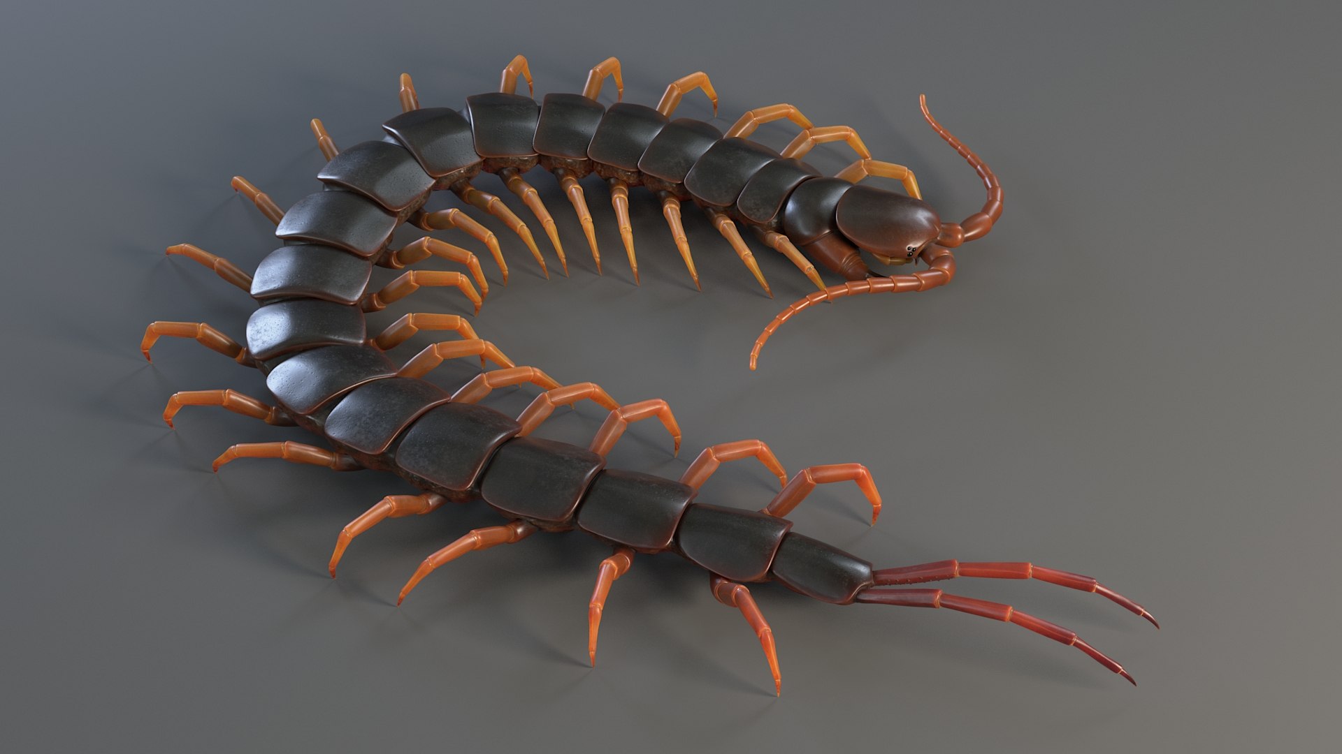 3D Scolopendra Rigged model https://p.turbosquid.com/ts-thumb/Dp/uB9iK8/PV/sclopendra_04/jpg/1737026772/1920x1080/fit_q87/a56e434e750526fee49b5b7993aeb010a3c86455/sclopendra_04.jpg