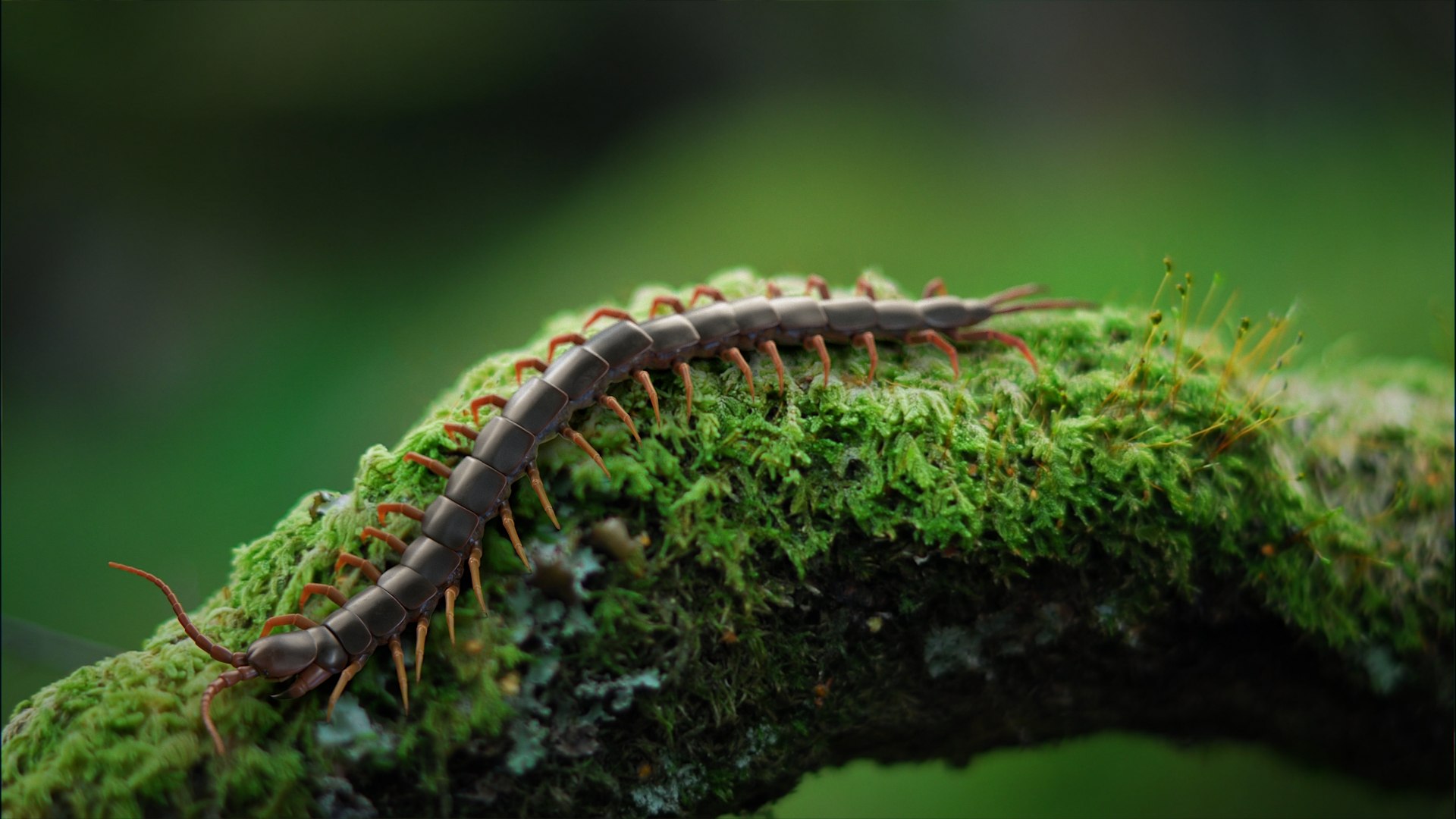 3D Scolopendra Rigged model https://p.turbosquid.com/ts-thumb/Dp/uB9iK8/Pl/scolopendra_scene_01/jpg/1737026656/1920x1080/fit_q87/2c8e8eddfdaa2729618554fcd2738fe18d135382/scolopendra_scene_01.jpg