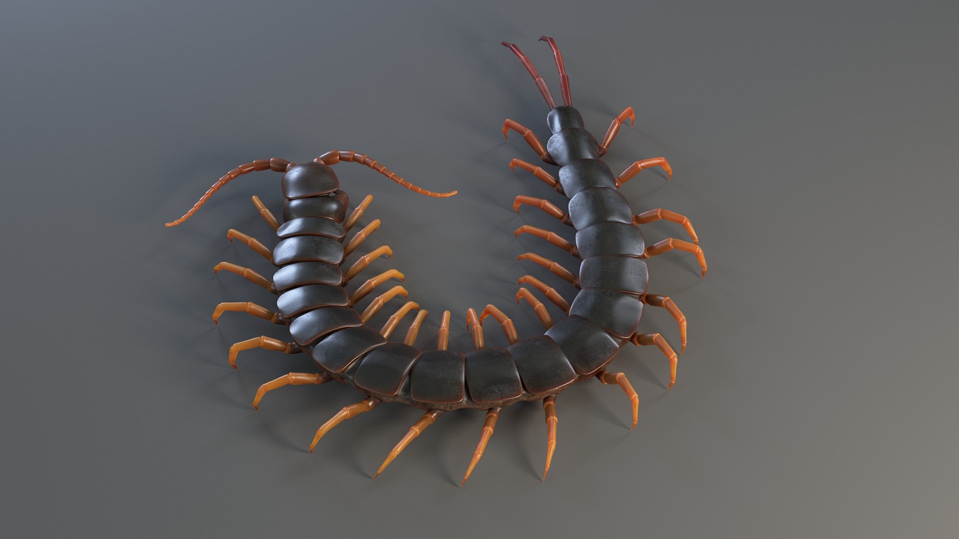 3D Scolopendra Rigged model https://p.turbosquid.com/ts-thumb/Dp/uB9iK8/Ul/sclopendra_06/jpg/1737026775/1920x1080/fit_q87/8dfe285ee6e410efe31e8c2ae6d21110fe82500c/sclopendra_06.jpg