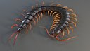 Scolopendra Rigged