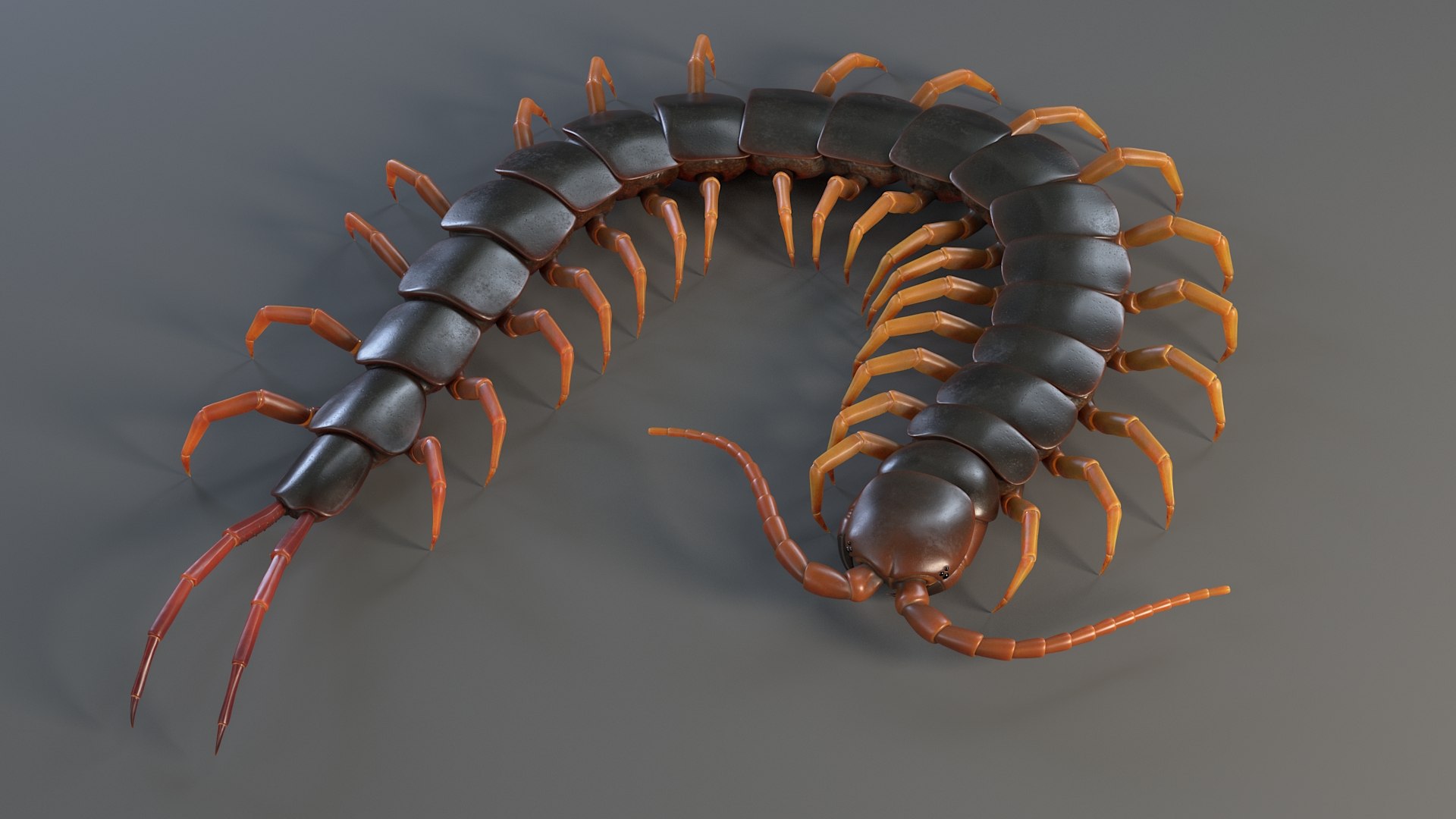 Insects Rigged Collection 3D model https://p.turbosquid.com/ts-thumb/Dp/uB9iK8/nv/sclopendra_02/jpg/1790062916/1920x1080/fit_q87/00932c3104513c7c5ae7dcbaad6df19881e56ac8/sclopendra_02.jpg
