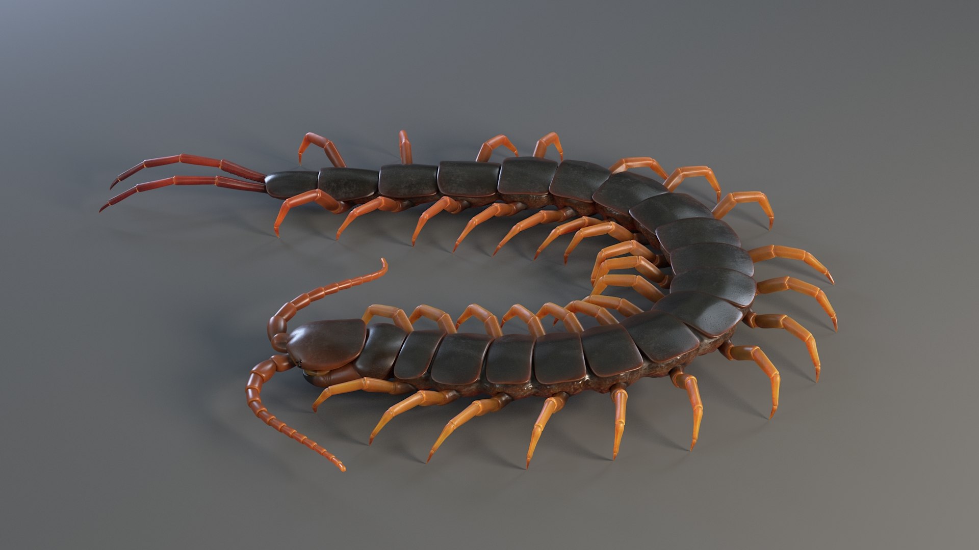 3D Scolopendra Rigged model https://p.turbosquid.com/ts-thumb/Dp/uB9iK8/p3/sclopendra_07/jpg/1737026776/1920x1080/fit_q87/fa9c99914ea3014a6c478943425ba4d7c21f79e8/sclopendra_07.jpg