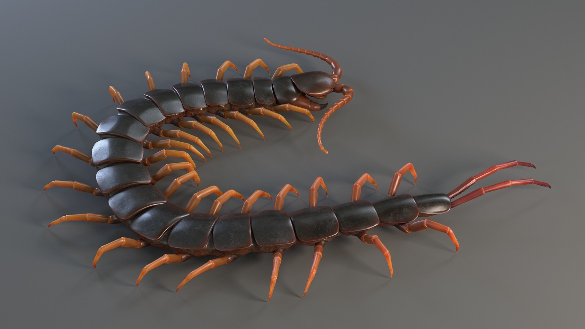 3D Scolopendra Rigged model https://p.turbosquid.com/ts-thumb/Dp/uB9iK8/tq/sclopendra_05/jpg/1737026771/1920x1080/fit_q87/907091d05fe092e37a63387714112273fcaff2a5/sclopendra_05.jpg