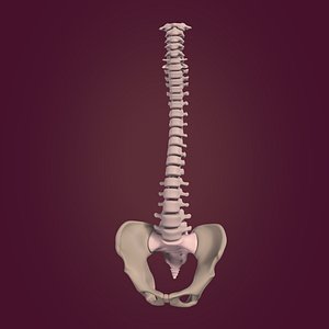 Anatomy Tailbone