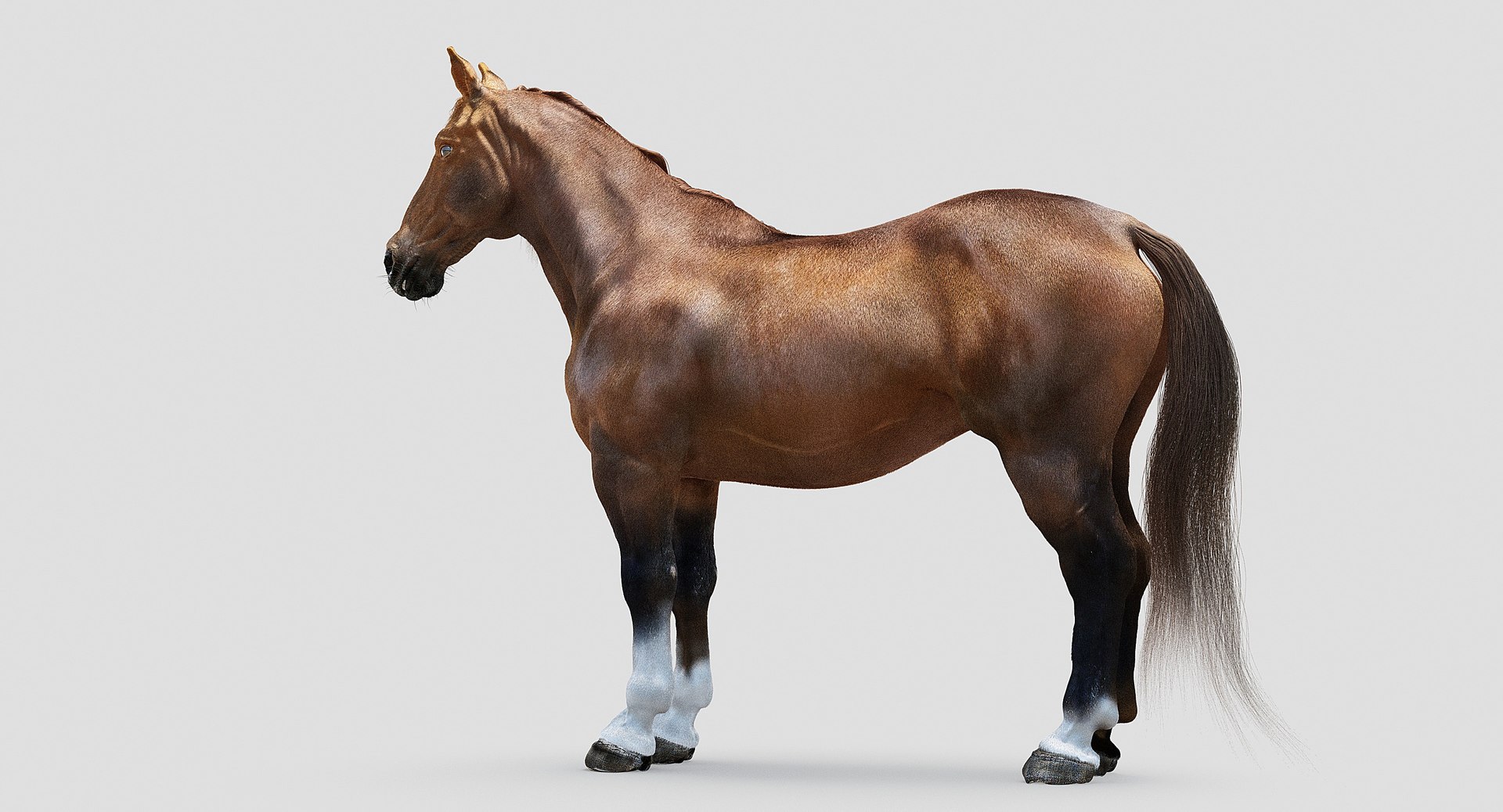 3d model horse realistic modeled