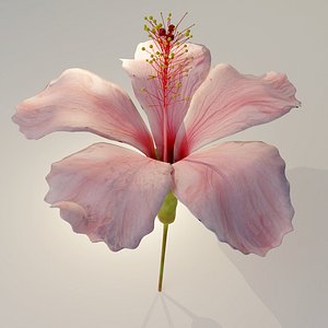 Pink Hibiscus Flower