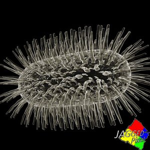 bacillus bacteria 6 3d model