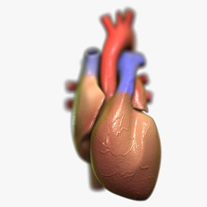 Heart Scanline model