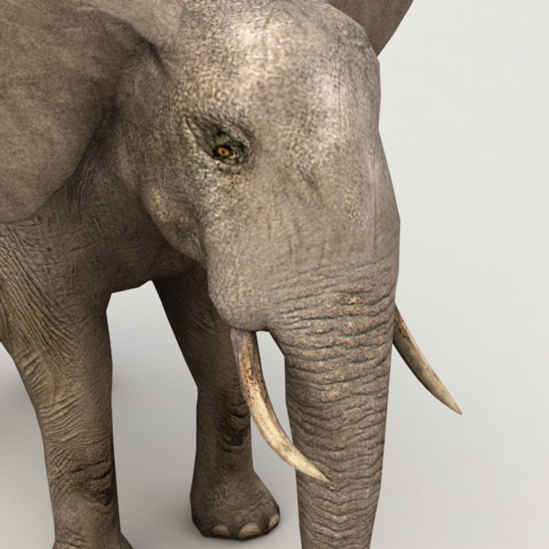 rigged elephant 3d 3ds https://p.turbosquid.com/ts-thumb/Dq/B5D7SQ/KPYl65zg/v6/png/1390468067/1920x1080/fit_q87/20a58e428ef58e047a38ef197b5ee20dad62f801/v6.jpg