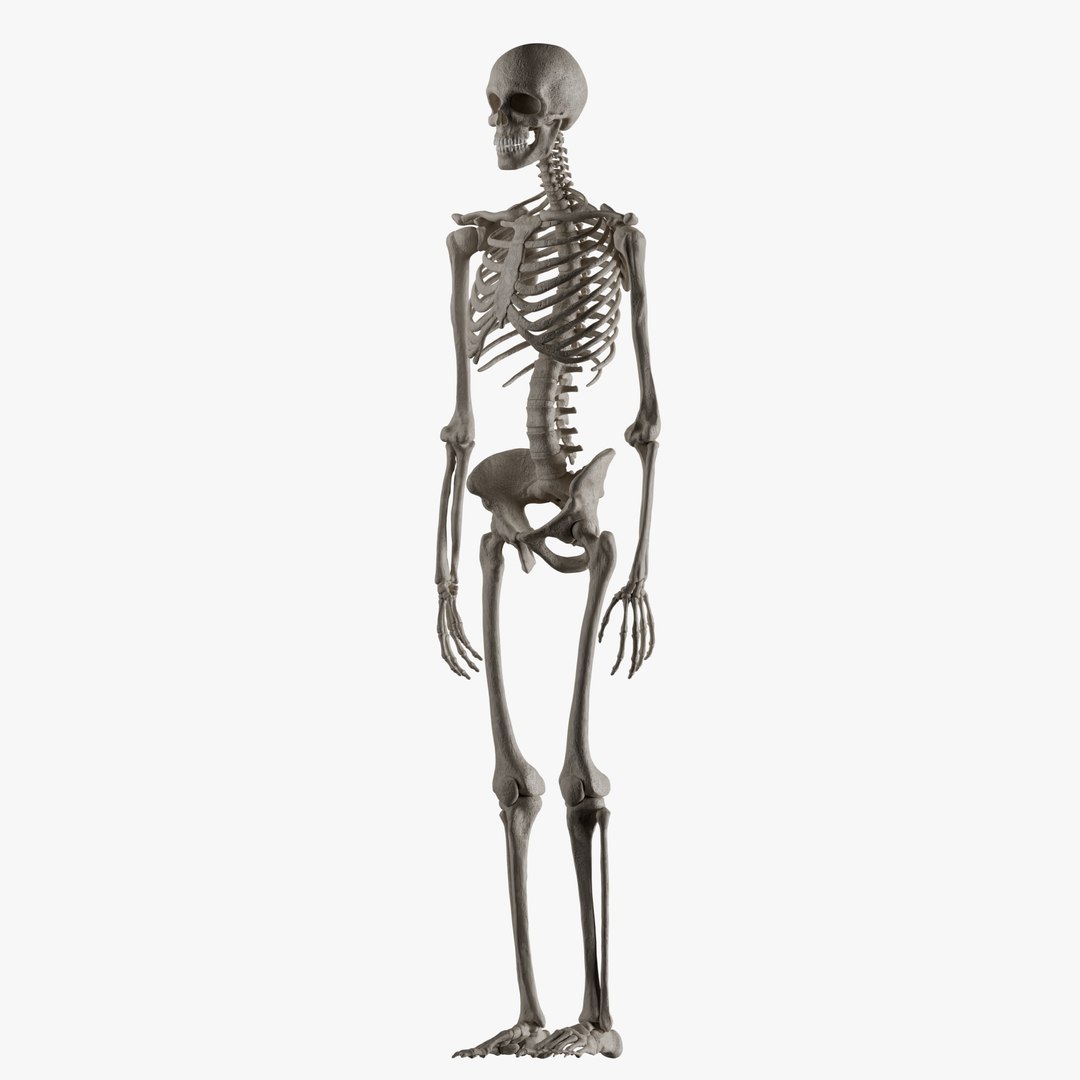 Male and Female Skeleton 3D model https://p.turbosquid.com/ts-thumb/Dq/M8gVPU/1K/maleskeleton2/png/1682239388/1920x1080/fit_q87/271f4031ddedbf32e23a53a916e6f54a37c9156d/maleskeleton2.jpg