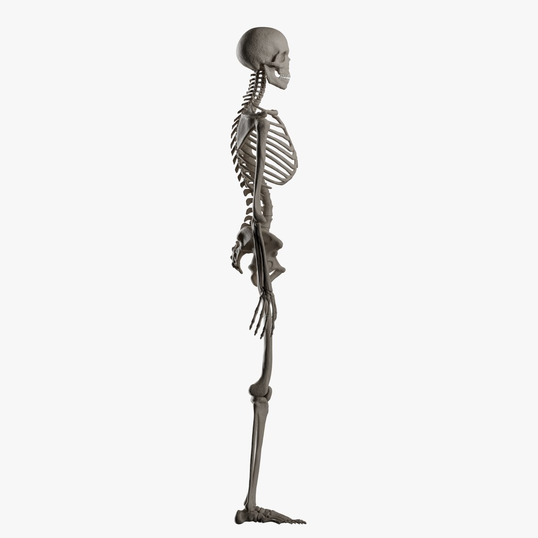 Male and Female Skeleton 3D model https://p.turbosquid.com/ts-thumb/Dq/M8gVPU/1x/femaleskeleton7/png/1682239746/1920x1080/fit_q87/e4cca26d96b18772d39100e77c2a8e260942bf04/femaleskeleton7.jpg