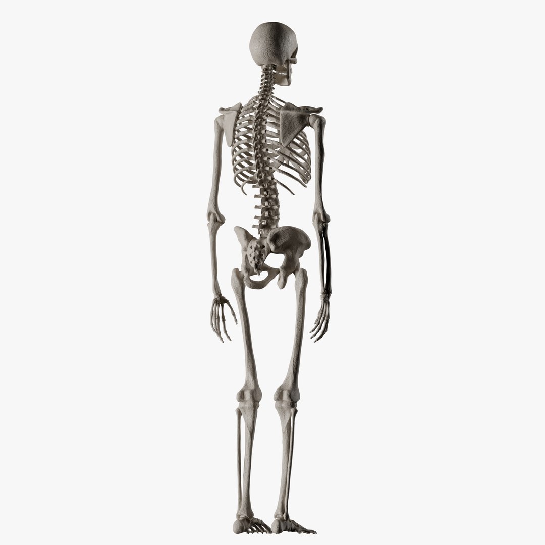 Male and Female Skeleton 3D model https://p.turbosquid.com/ts-thumb/Dq/M8gVPU/48/maleskeleton6/png/1682239389/1920x1080/fit_q87/69dad092cdecc6f2ce1df93022a049427da7d83d/maleskeleton6.jpg