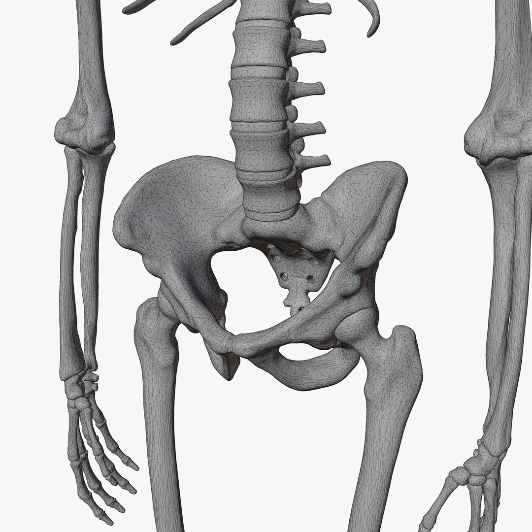 Male and Female Skeleton 3D model https://p.turbosquid.com/ts-thumb/Dq/M8gVPU/4T/wireadd3/png/1682239507/1920x1080/fit_q87/dd06fe66f4dc48ca5329d6d9f2a408d664720c4f/wireadd3.jpg