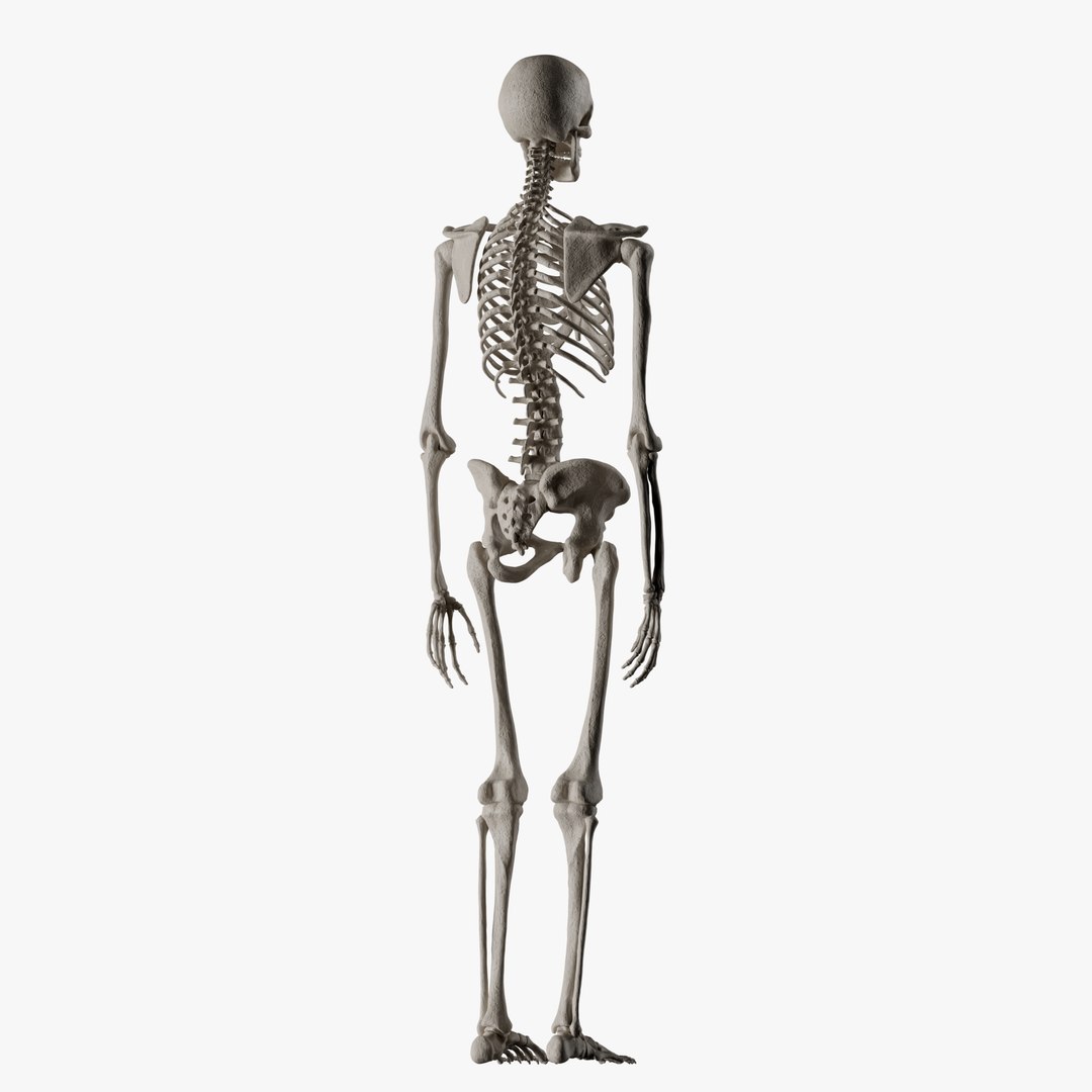 Male and Female Skeleton 3D model https://p.turbosquid.com/ts-thumb/Dq/M8gVPU/4v/femaleskeleton6/png/1682239746/1920x1080/fit_q87/03ca4c95a5aa92d431ab2ef784ff99706573044a/femaleskeleton6.jpg