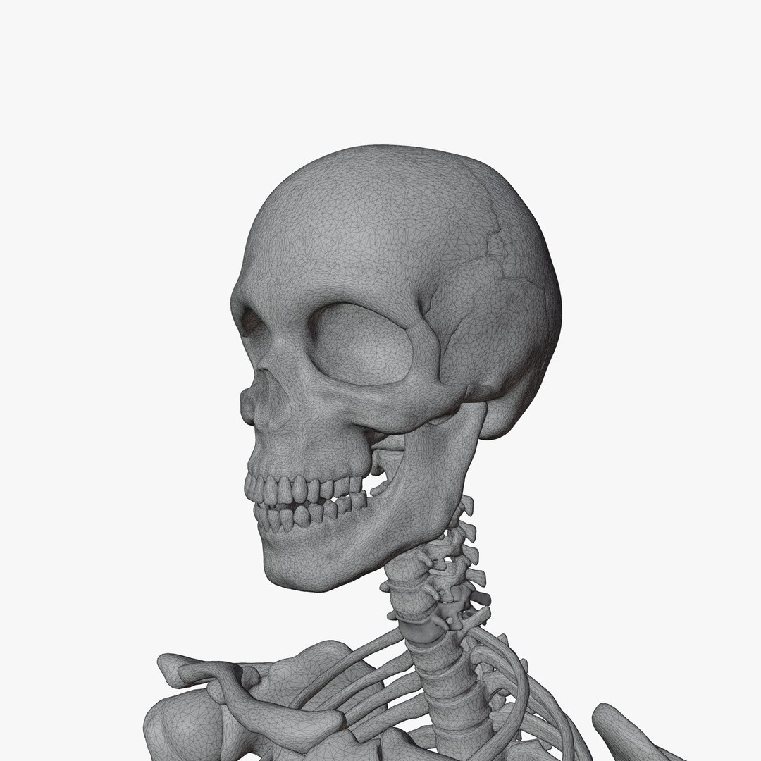 Male and Female Skeleton 3D model https://p.turbosquid.com/ts-thumb/Dq/M8gVPU/6s/wireaddi1/png/1682239871/1920x1080/fit_q87/df9402be2f6105100cc54e69c3106c747e24c21a/wireaddi1.jpg