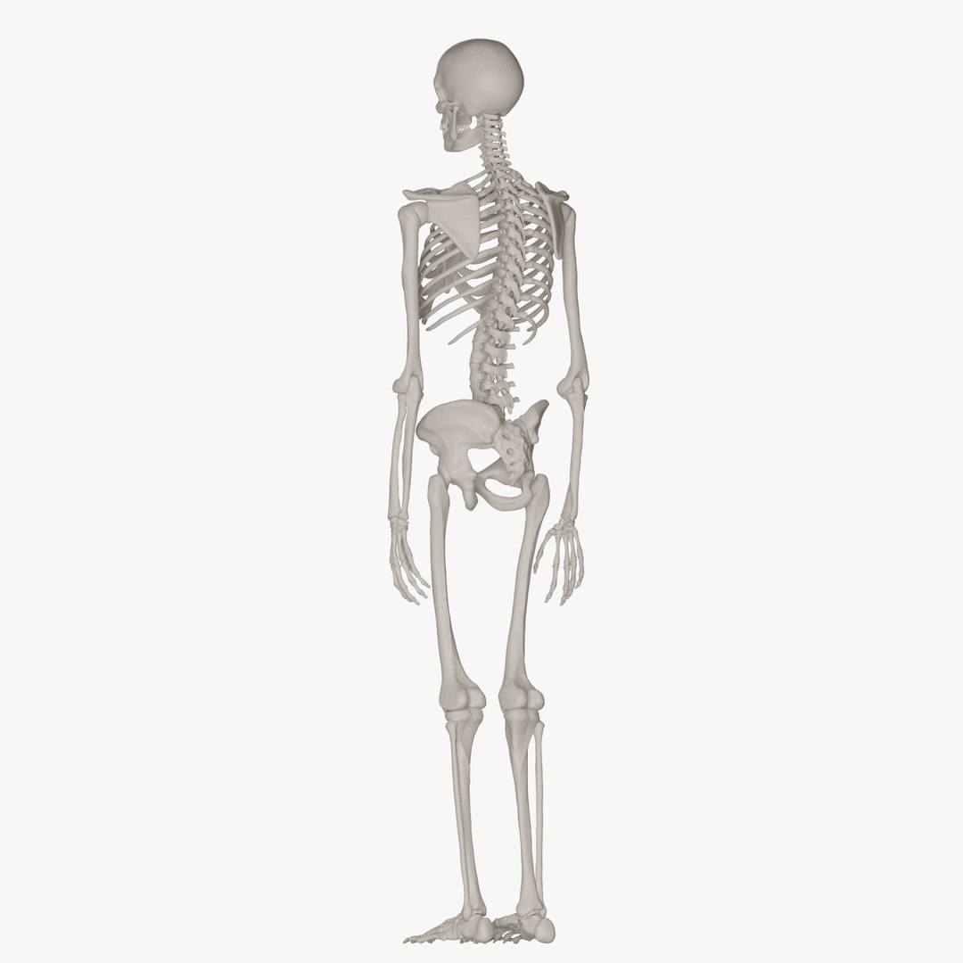 Male and Female Skeleton 3D model https://p.turbosquid.com/ts-thumb/Dq/M8gVPU/7O/maleskeleton4/png/1682239388/1920x1080/fit_q87/9f87d5dd47bc91bbae87d4ac0ddccd41c5f2f544/maleskeleton4.jpg