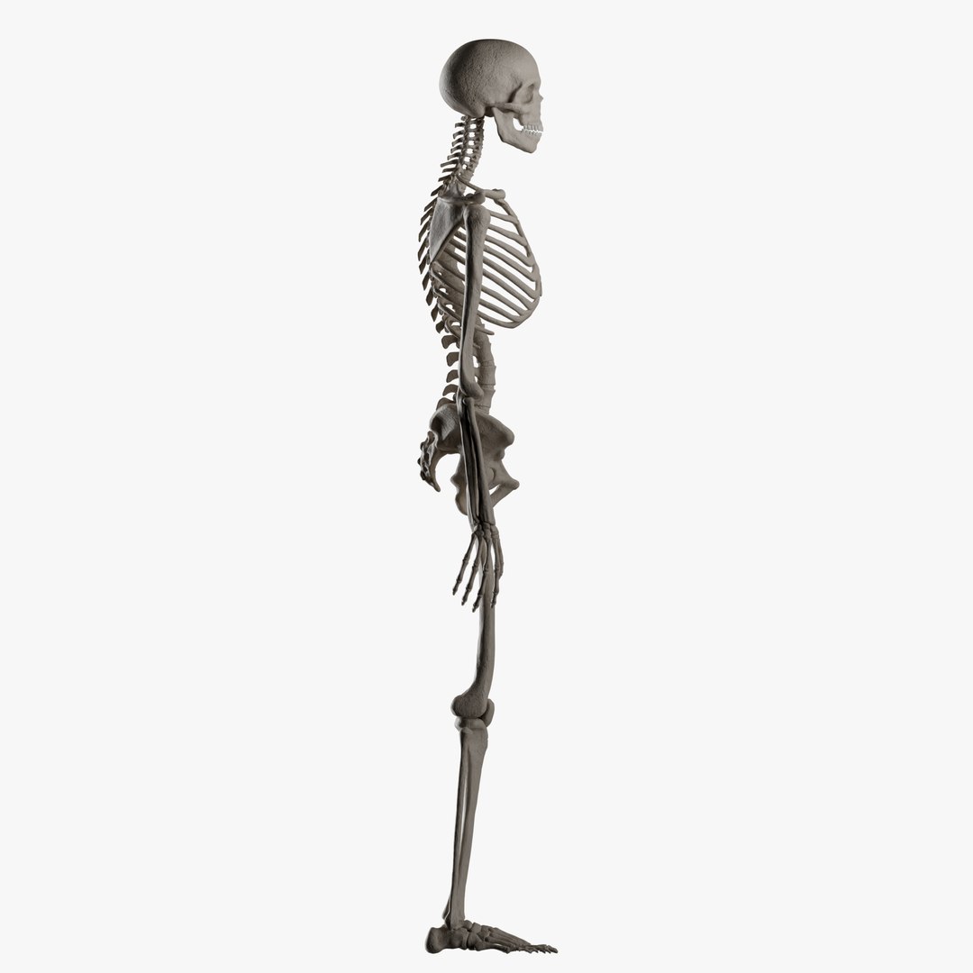 Male and Female Skeleton 3D model https://p.turbosquid.com/ts-thumb/Dq/M8gVPU/7k/maleskeleton7/png/1682239390/1920x1080/fit_q87/a08e303ea9c6a2dd8cc03e561664f96e068e4d25/maleskeleton7.jpg